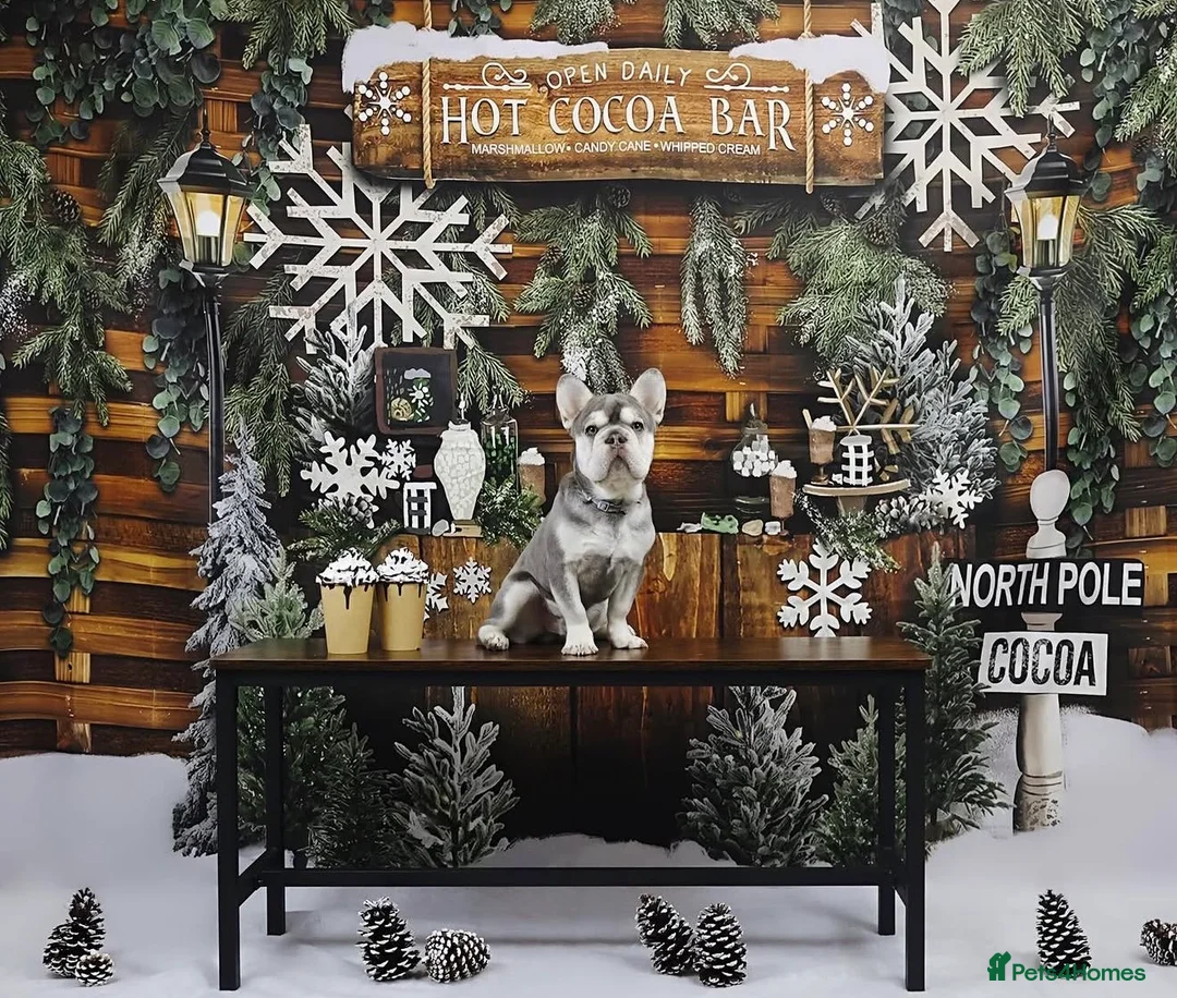 French Bulldog dogs for stud: Gorgeous French bulldog Rocky - Advert 6