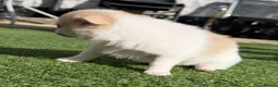 Pomchi dogs for sale: Pomchi puppies looking for their forever home 🏠🐶 in Newcastle upon Tyne - Advert 9