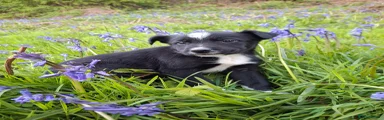 Border Collie Puppy 2