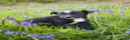 Border Collie dogs for sale: Two Beautiful Border Collie  - Advert 2