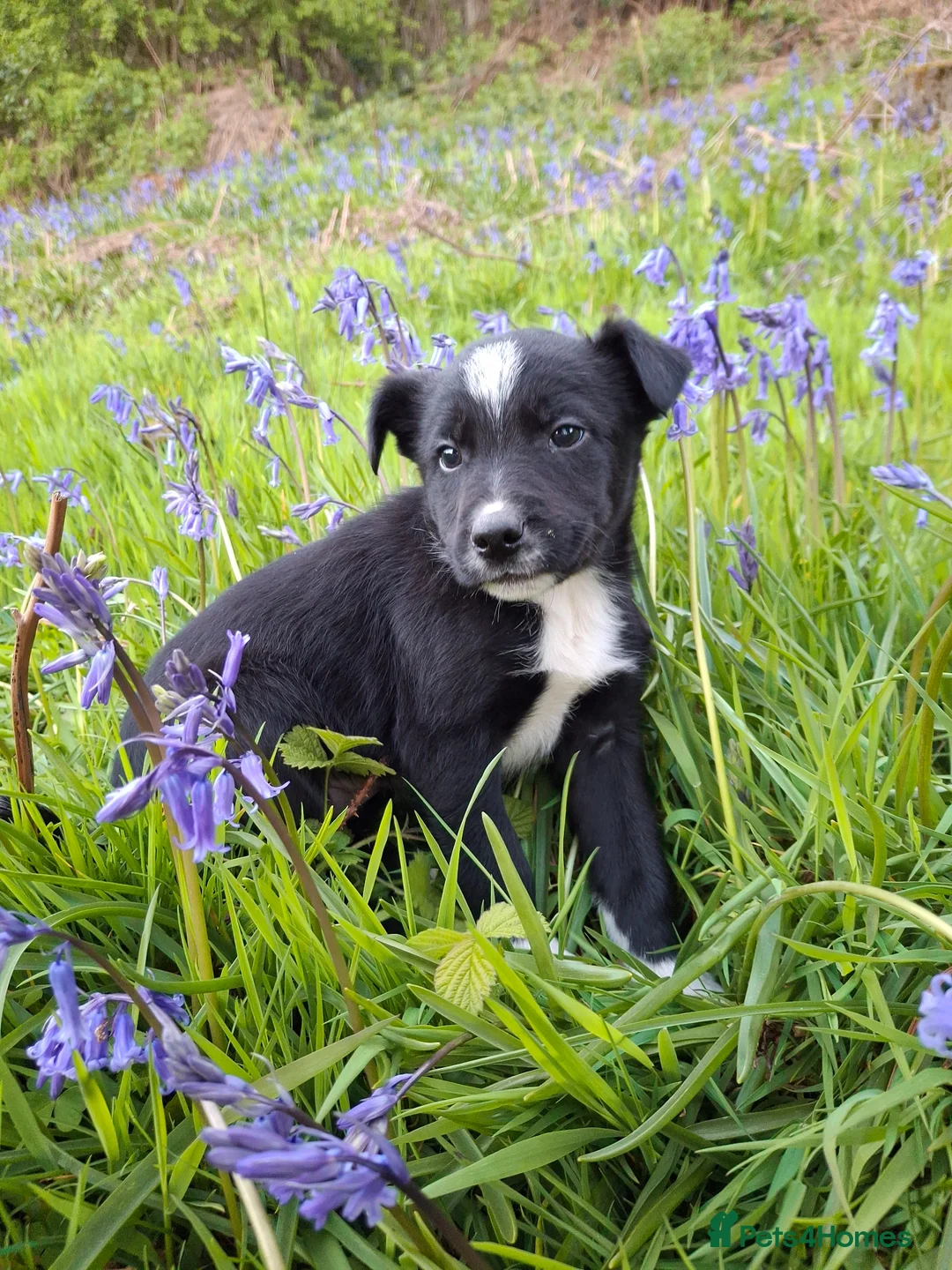 Border Collie dogs for sale: Two Beautiful Border Collie  - Advert 2