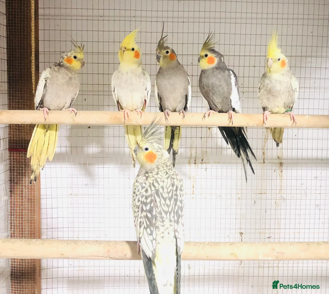 Cockatiels birds for sale: Beautiful Colours Hand tamed cocktails for sale. - Advert 10