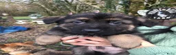 German Shepherd dogs for sale: Strong beautiful playful puppies  - Advert 16
