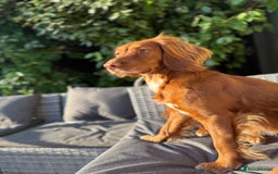 Cocker Spaniel dogs for sale: 🧡 Waiting List OPEN! 🧡 Fox Red WCS - Image 14
