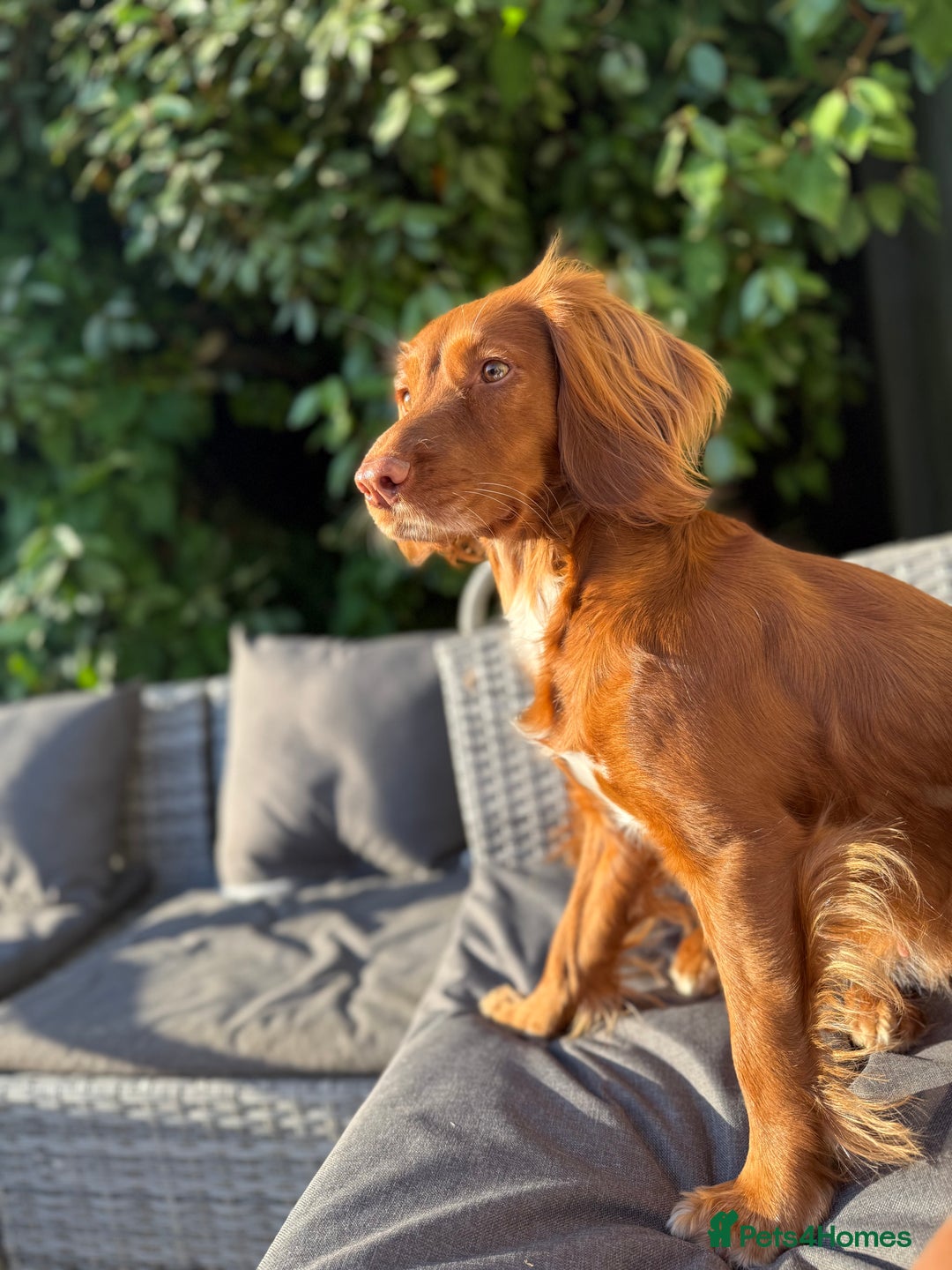 Cocker Spaniel dogs for sale: 🧡 Waiting List OPEN! 🧡 Fox Red WCS - Image 14