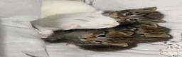 Mixed Breed cats for sale: Maine coon x bengal kittens  - Advert 10