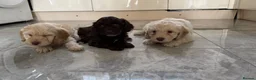 Cockapoo dogs for sale: Cocker poo puppies for sale  in Basildon - Advert 8