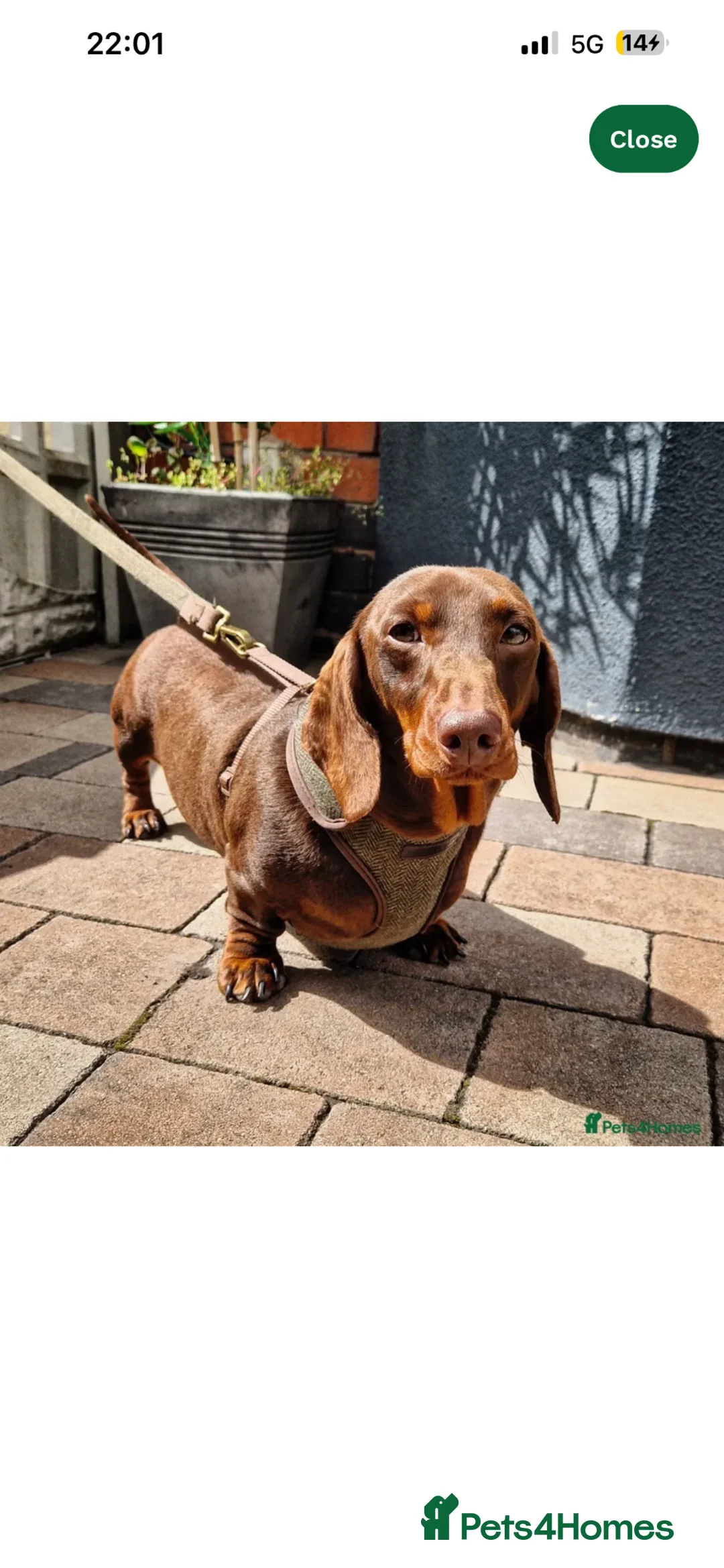 Miniature Dachshund dogs for sale: Gorgeous miniature dachshund puppys - Advert 2