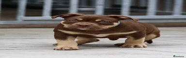 American Bully 5