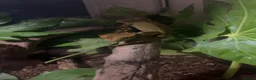 Lizard reptiles for sale: 2 crested geckos  in Hayling Island - Advert 1
