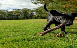 Labrador Retriever dogs for sale: Rhys. - Image 1