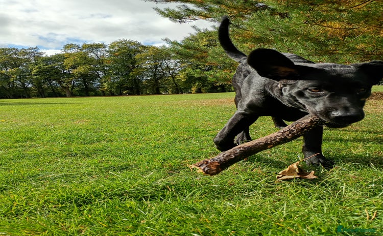 Labrador Retriever dogs - Advert 9