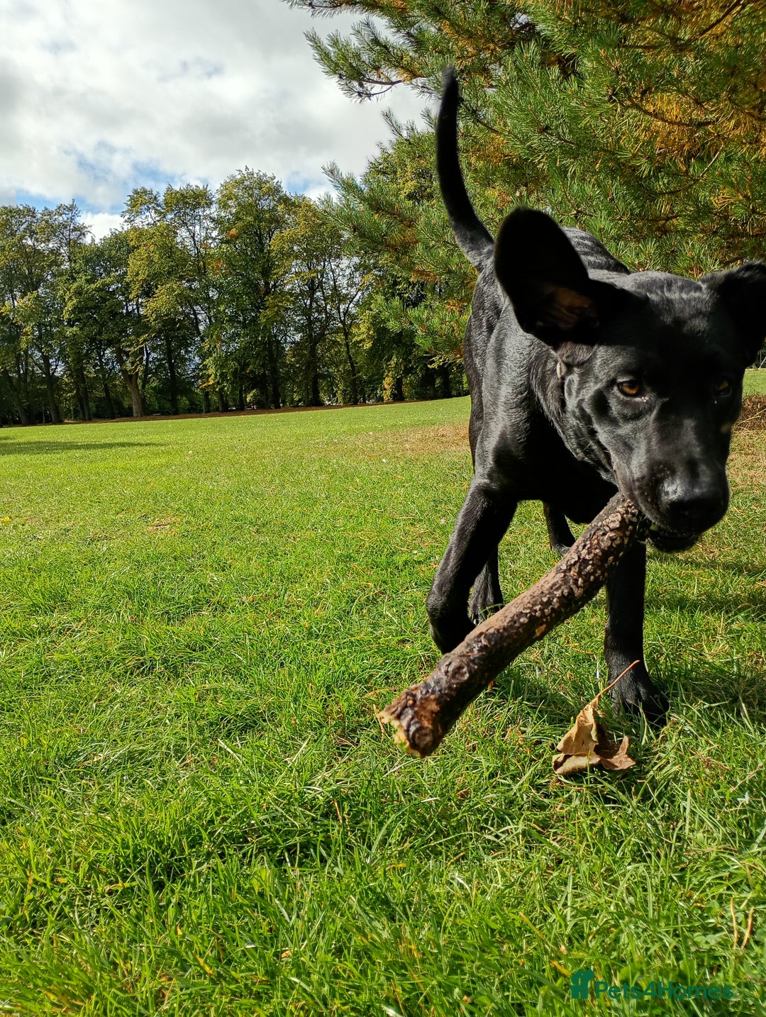 Labrador Retriever dogs for sale: Rhys. - Image 1