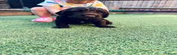 Cocker Spaniel dogs for sale: Working cocker spaniels for sale  - Advert 12