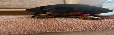 Dachshund 2