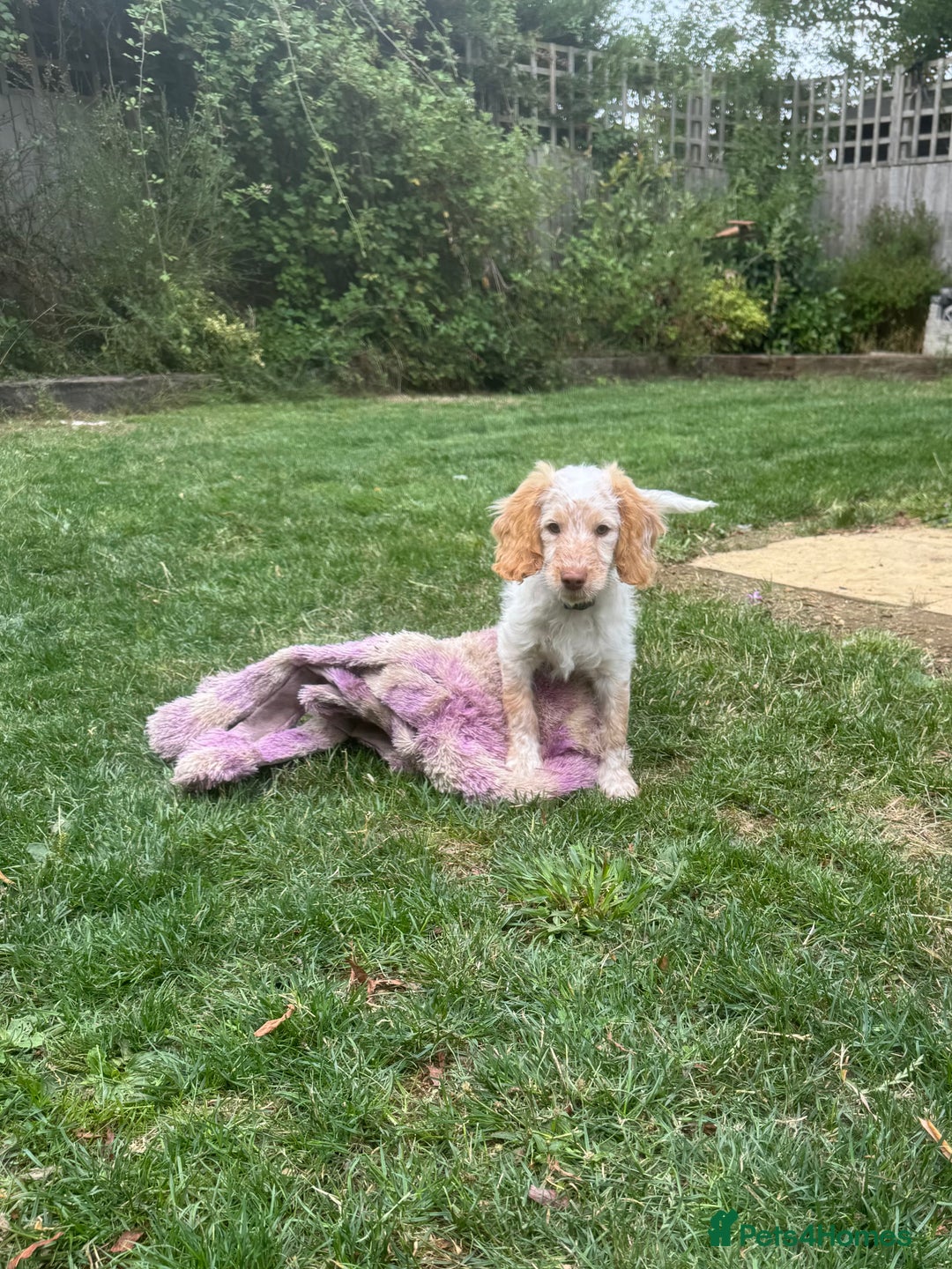 Cockapoo dogs for sale: F1 cockapoo  - Image 13