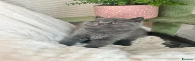 British Shorthair 4