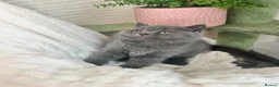 British Shorthair cats for sale: LAST BOY TICA Registered British Shorthair - Advert 16