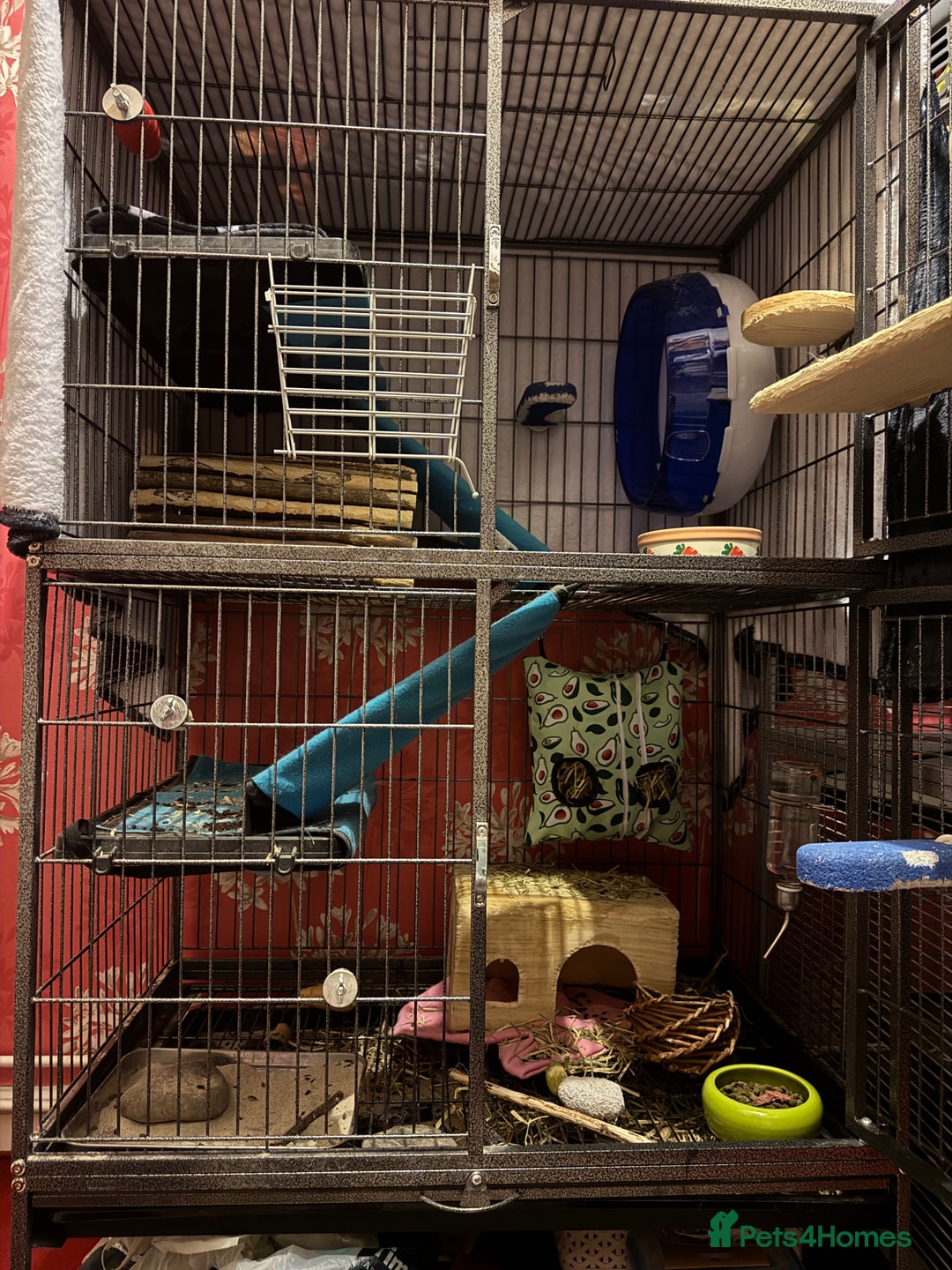 Chinchilla rodents for sale: Male chinchillas for sale (bonded  - Advert 1