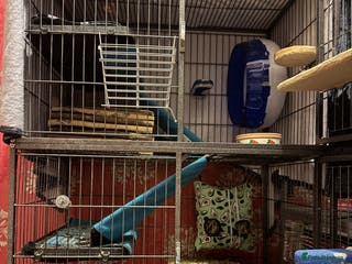 Chinchilla rodents Male chinchillas for sale (bonded - Advert 6