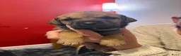 Mixed Breed dogs for sale: Rottweiler Cross Puppies.  - Advert 7