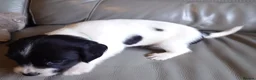 English Springer Spaniel dogs for sale: 7 x English Springer Spaniel puppies for sale - Advert 13