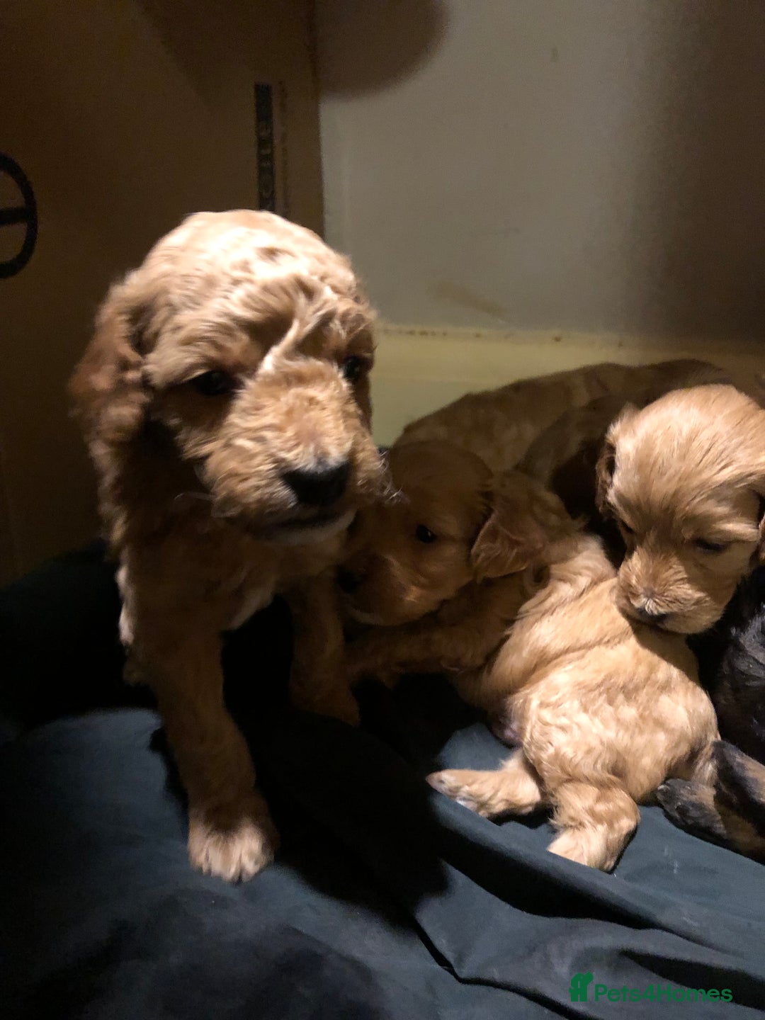 Cockapoo dogs for sale: Cockapoo puppies  - Advert 7