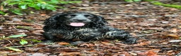 Cocker Spaniel dogs for stud: Fully health tested blue roan cocker in Preston - Advert 2