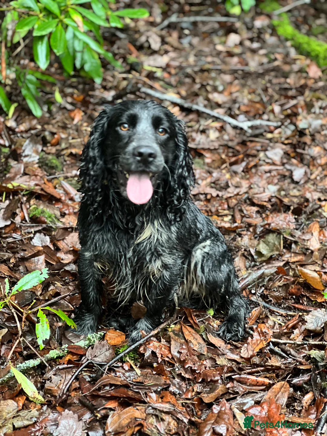 Cocker Spaniel dogs for stud: Fully health tested blue roan cocker in Preston - Advert 2