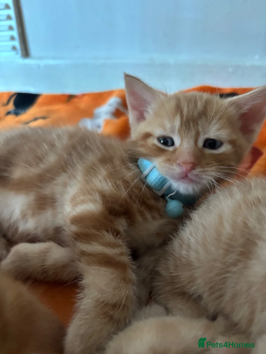 Mixed Breed cats for sale: 3 beautiful ginger kittens looking for 🏡🧡🫶🏻 - Advert 2