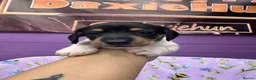 Miniature Dachshund dogs for sale: 5 cute piebald miniature dachshund puppies - Advert 20