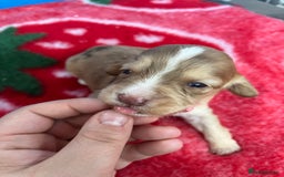 Cockapoo dogs for sale: Cockapoo puppies Rainbow litter  - Image 15