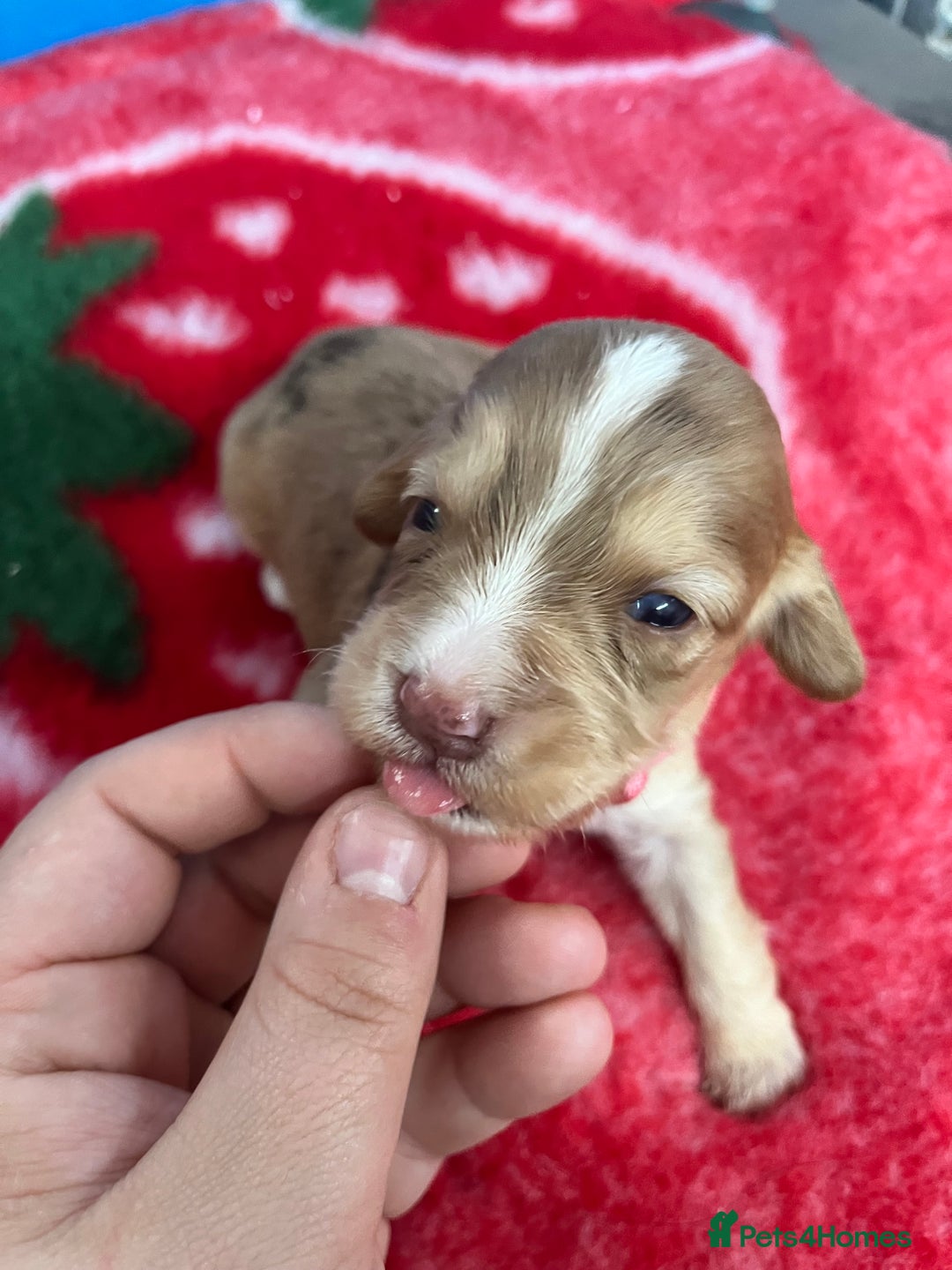 Cockapoo dogs for sale: Cockapoo puppies Rainbow litter  - Image 15