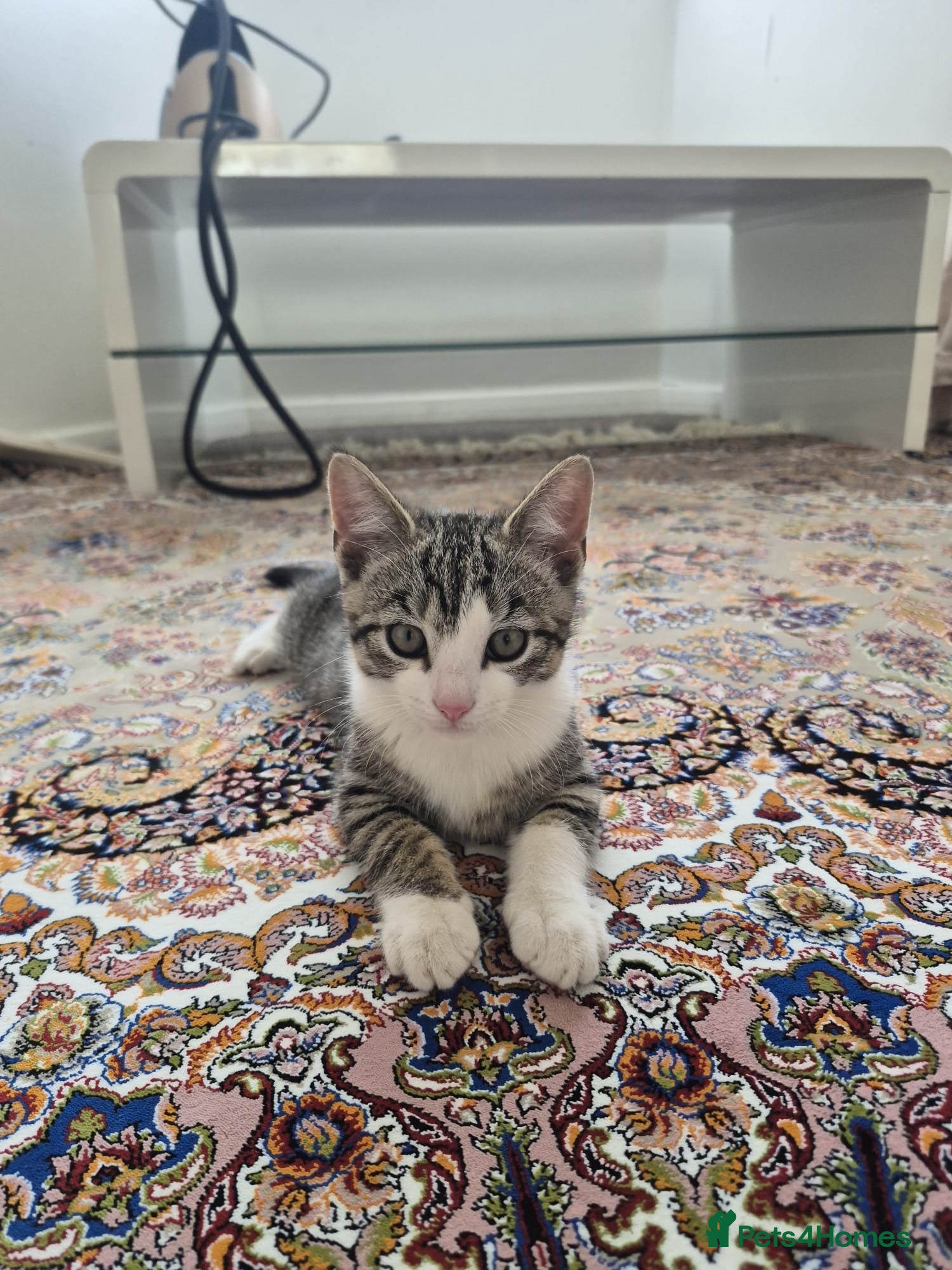 British Shorthair cats for sale: Tabby short hair kittens  - Advert 6