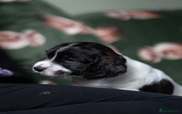 Cockapoo dogs for sale: UNIQUE SABLE BOY READY TO GO ✨ - Image 13