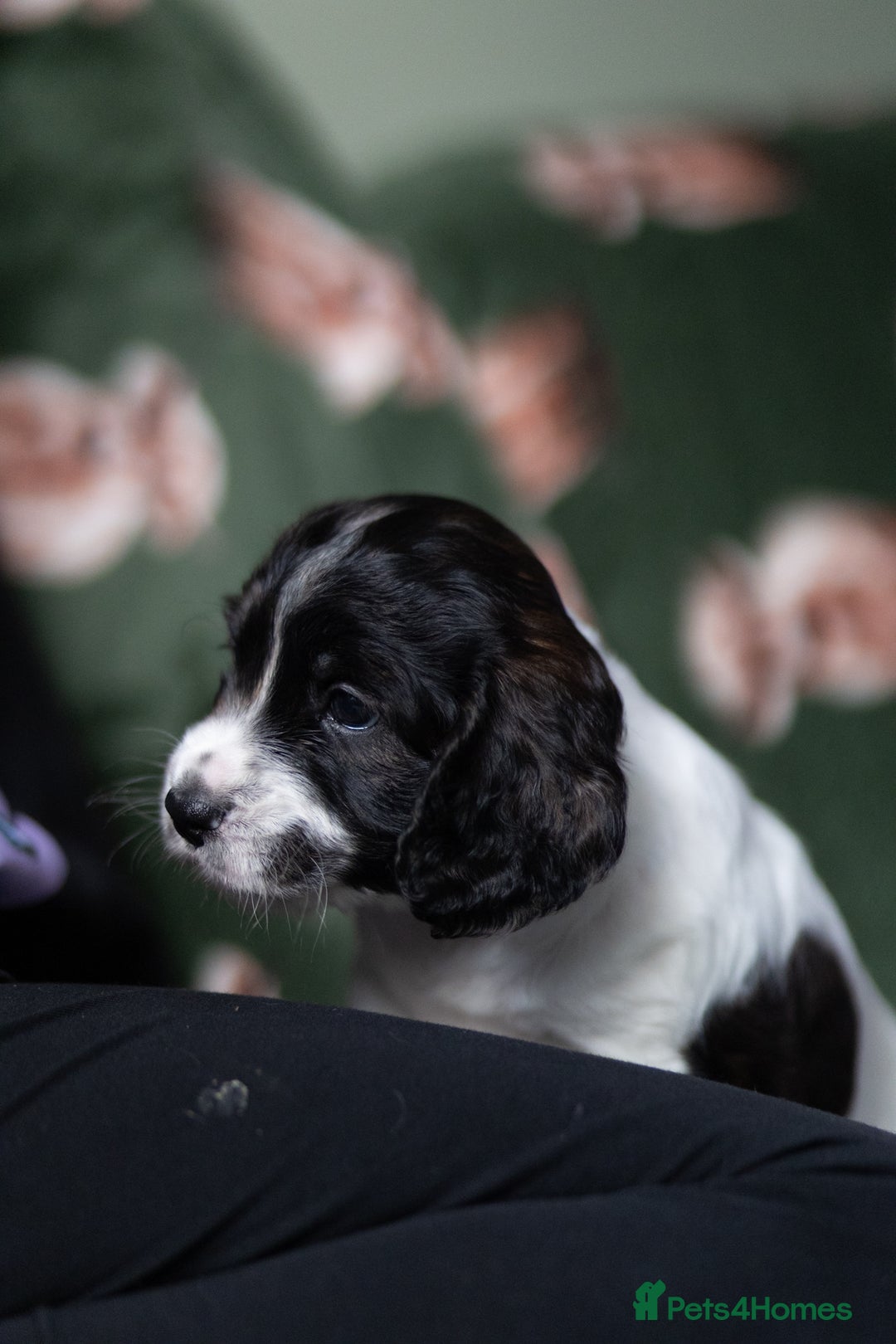 Cockapoo dogs for sale: UNIQUE SABLE BOY READY TO GO ✨ - Image 13