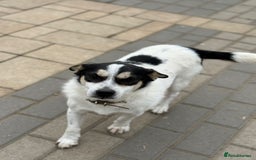 Mixed Breed dogs for adoption: Gorgeous Dylan needs a home! - Image 19