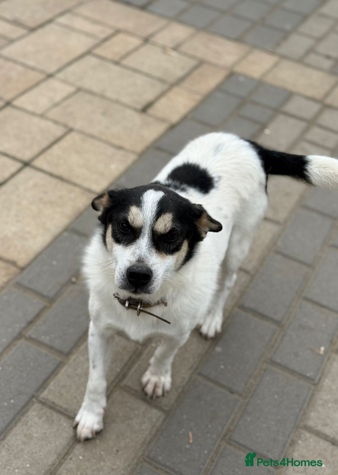 Mixed Breed dogs for adoption: Gorgeous Dylan needs a home! - Image 19