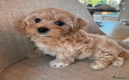 Maltipoo dogs for sale: Beautiful tiny size Maltipoo Puppies Available!  - Image 6