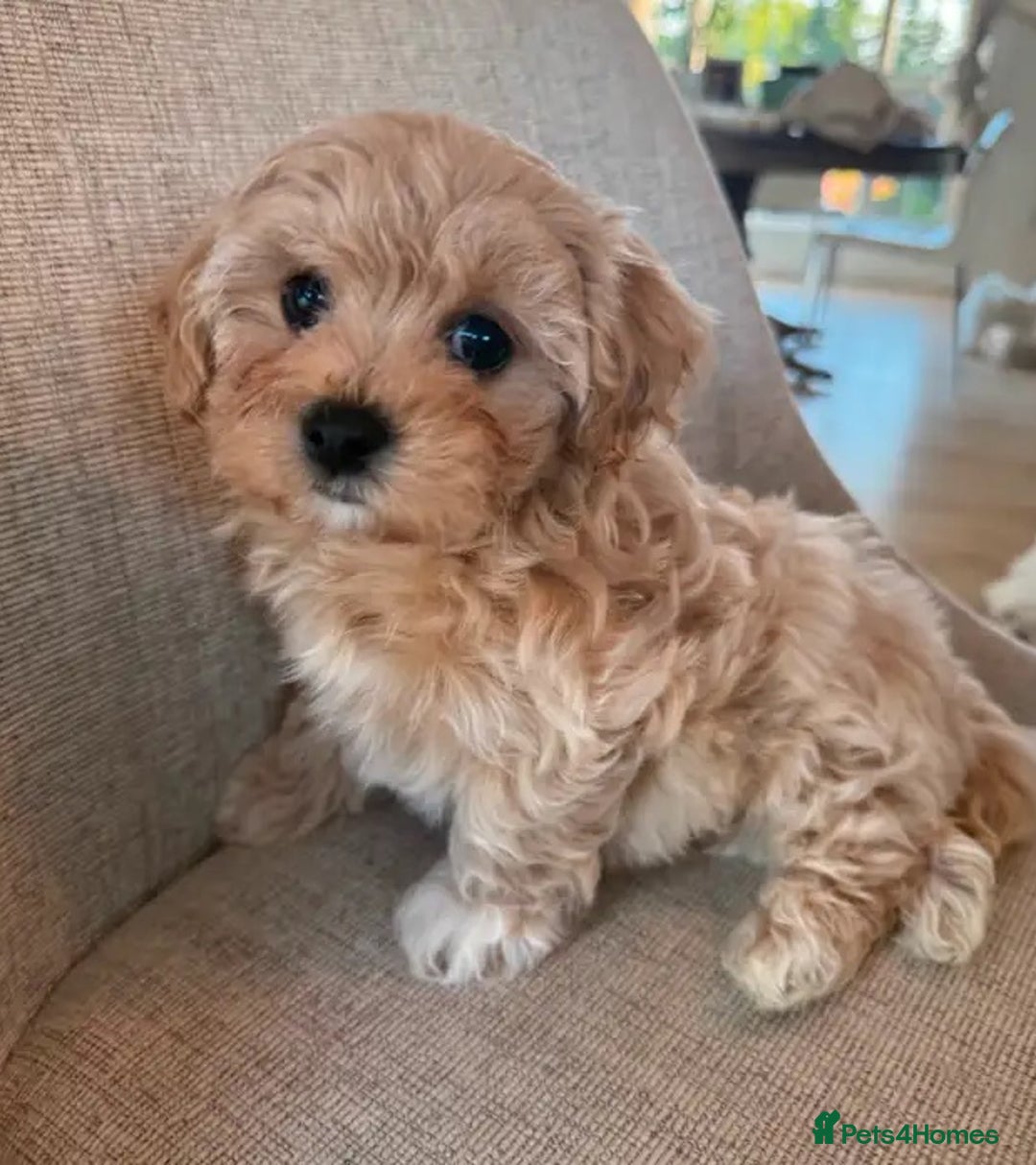 Maltipoo dogs for sale: Beautiful tiny size Maltipoo Puppies Available!  - Image 6