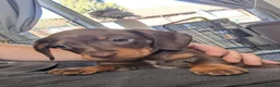 Miniature Dachshund dogs for sale: Miniature Dashhound for sale 3 male / 1 female - Advert 4