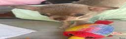 Chihuahua dogs for sale: Purebred smooth coat Chihuahua puppies  - Advert 16