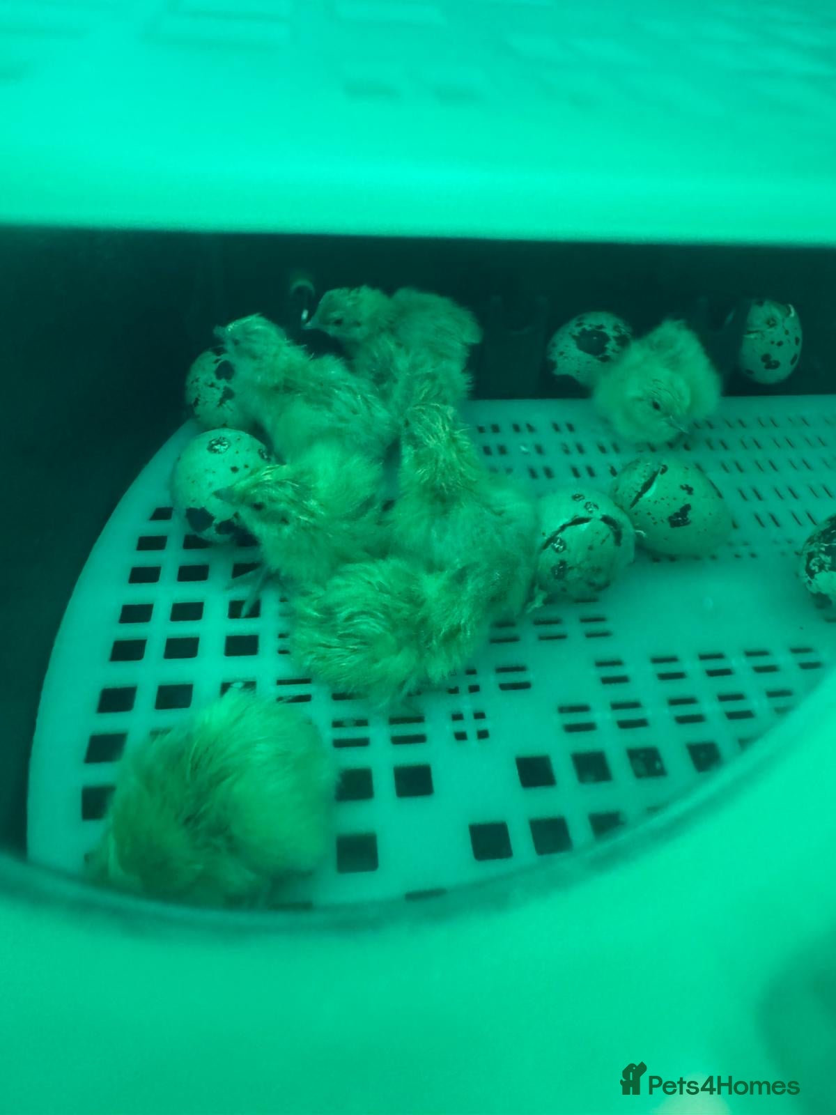 Quail poultry for sale: ** FERTILE WHITE BRITISH QUAIL EGGS FOR SALE ** - Advert 4