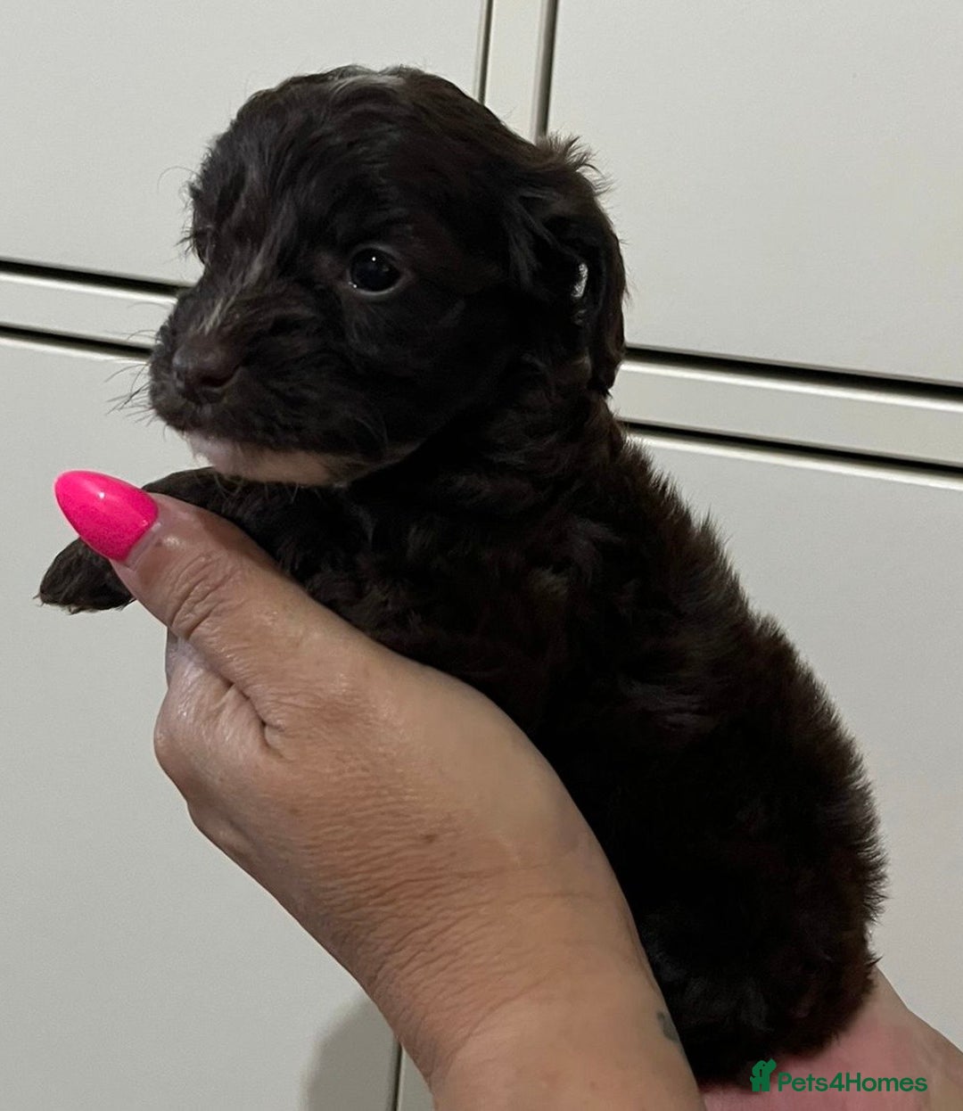 Cockapoo dogs for sale: Cocapoo - Image 18