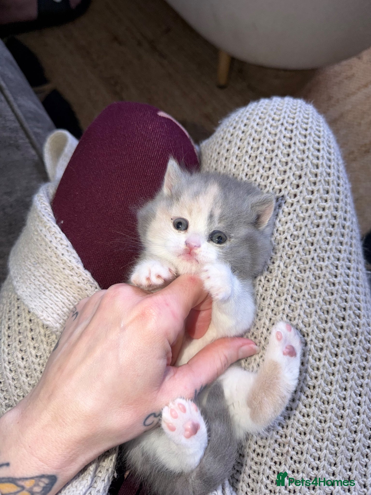 British Shorthair cats British shorthair kittens 2 calico girls left 😍 - Advert 3
