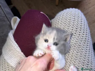 British Shorthair cats British shorthair kittens 2 calico girls left 😍 - Advert 3