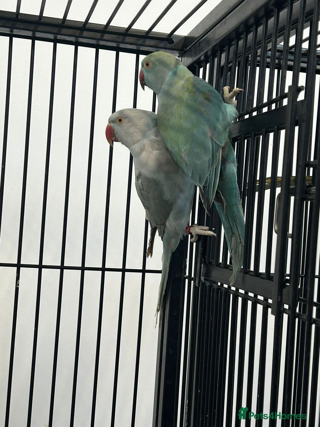 Ringnecks birds for sale: Stunning Baby Indian Ringnecks  - Advert 1