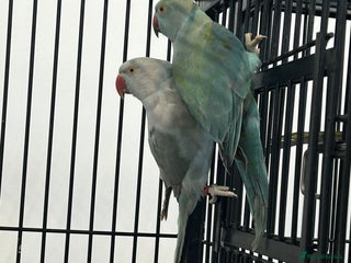 Ringnecks birds Stunning Baby Indian Ringnecks - Advert 1