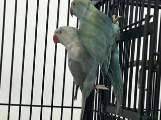 Ringnecks birds Stunning Baby Indian Ringnecks - Advert 1