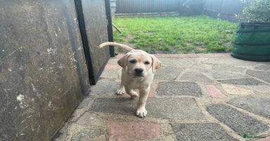 Labrador Retriever dogs Gorgeous, chunky pedigree Labrador puppy - Advert 3